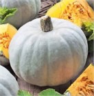 Тыква Волжская серая 2625