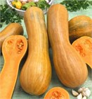 Тыква Арабатская инкрустированные семена 2626