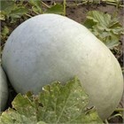 Тыква крупноплодная инкрустированные семена 2627