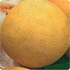 Дыня Лада 2635